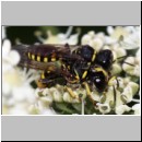 Ectemnius lituratus - Grabwespe 06 9-13mm Paarung.jpg